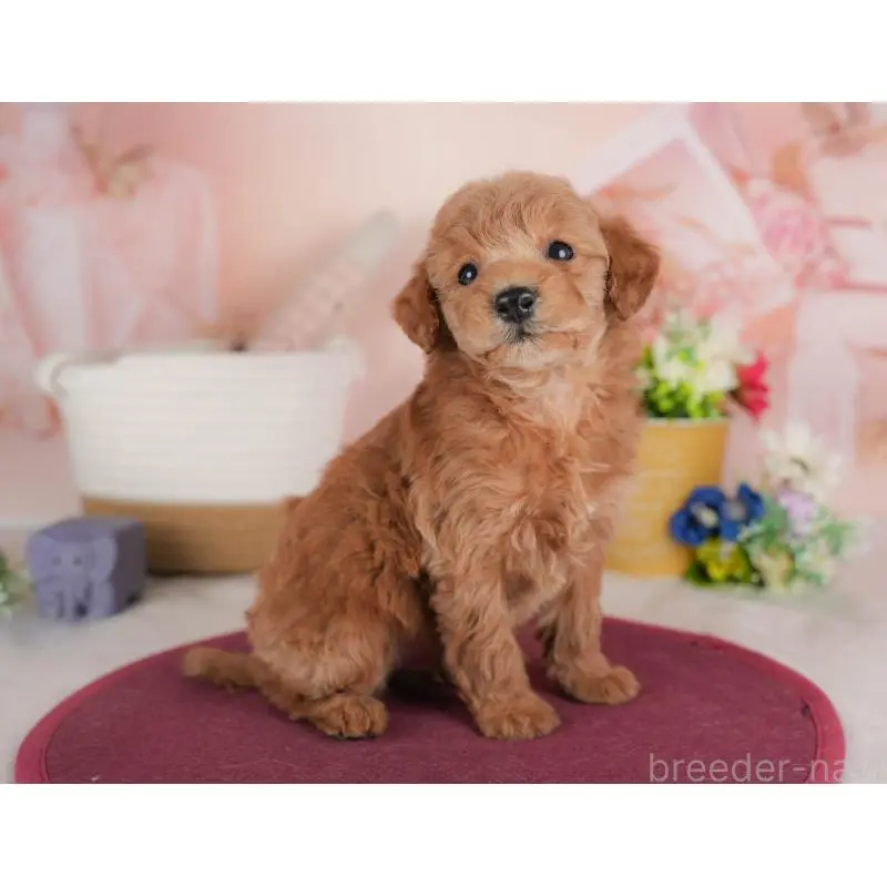 販売中の群馬県のトイプードル-452273の8枚目