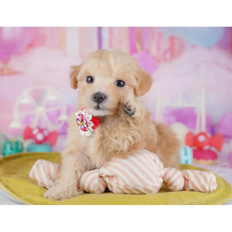 販売中の東京都のマルプー:マルチーズ×トイプードル-452376の9枚目