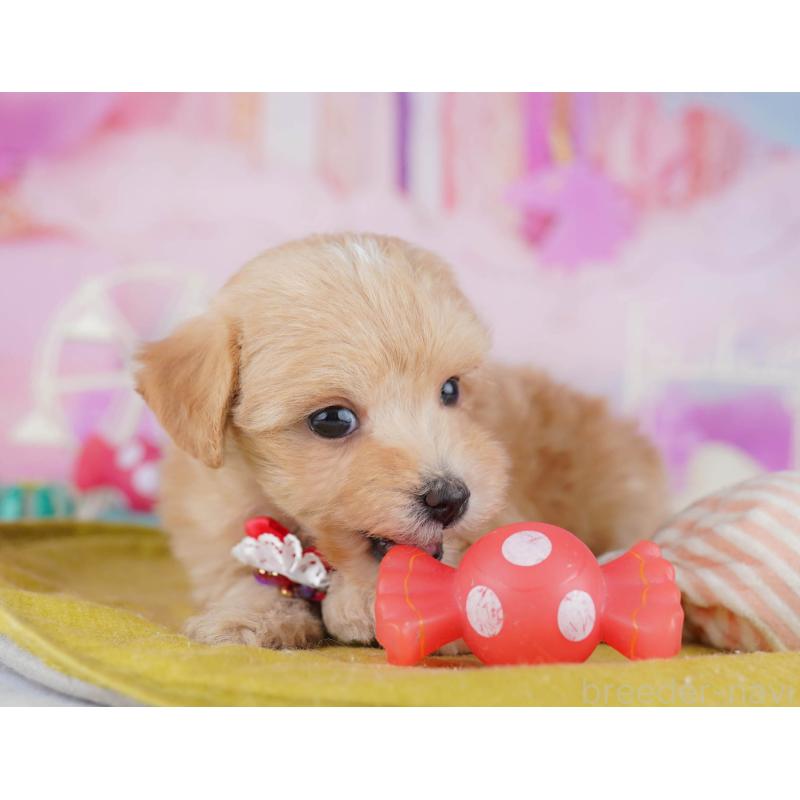 販売中の東京都のマルプー:マルチーズ×トイプードル-452376の7枚目