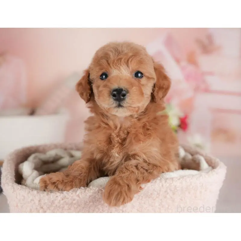 販売中の群馬県のトイプードル-452273の5枚目