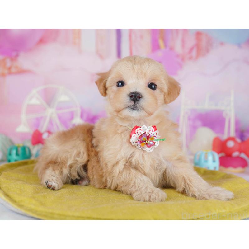 販売中の東京都のマルプー:マルチーズ×トイプードル-452376の5枚目