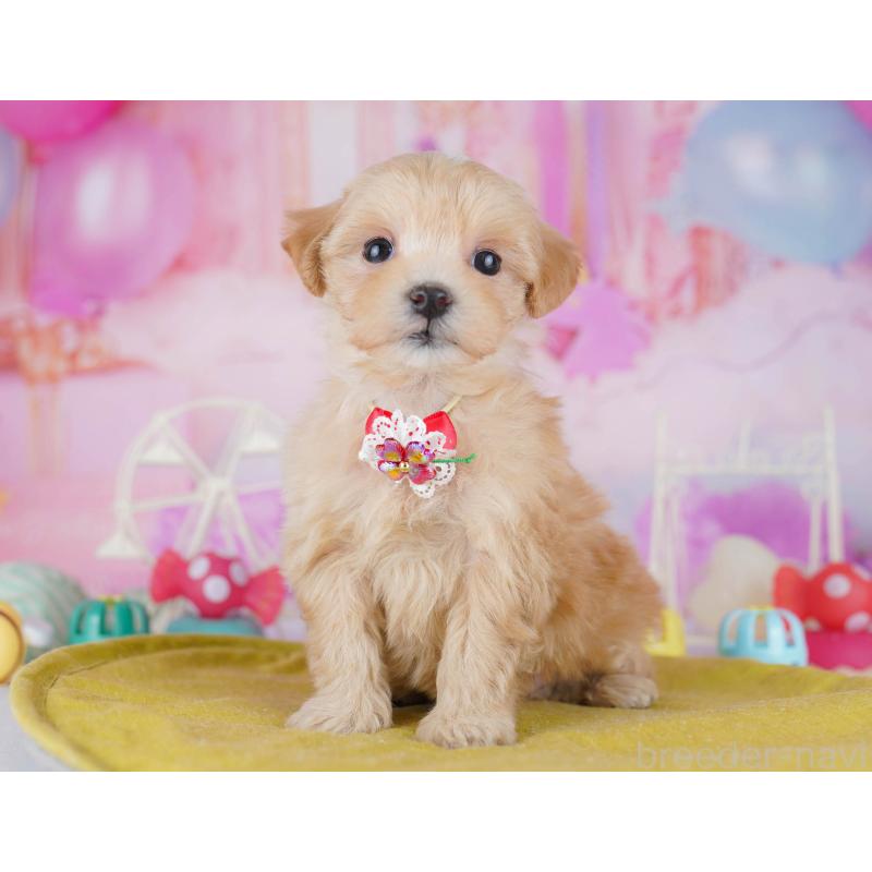 販売中の東京都のマルプー:マルチーズ×トイプードル-452376の4枚目