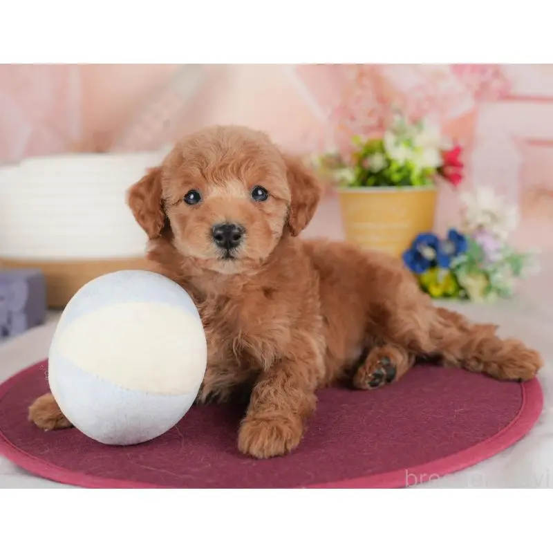 販売中の群馬県のトイプードル-452273の3枚目