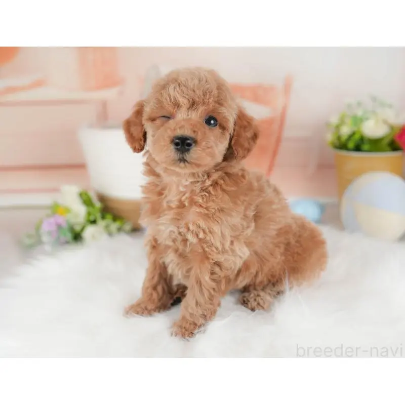 販売中の群馬県のトイプードル-452272の8枚目