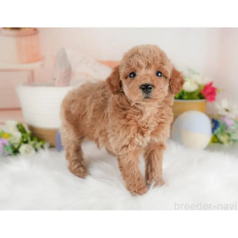 販売中の群馬県のトイプードル-452272の3枚目