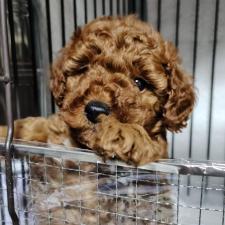 ♀︎トイプードル