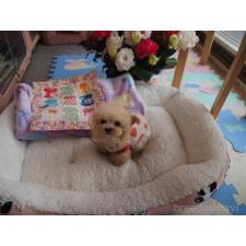 ♀︎トイプードル