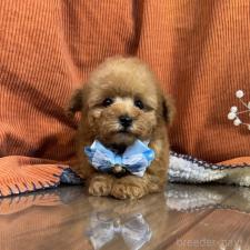 ♀︎トイプードル