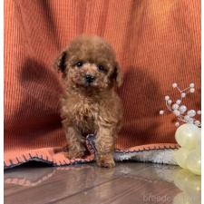 オンライン見学