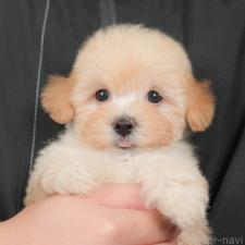 オンライン見学