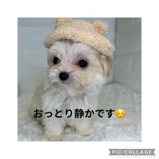 ♀︎チワマル:チワワ×マルチーズ