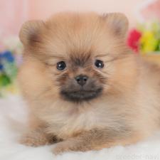 ♀︎ポメラニアン