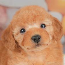 ♀︎トイプードル