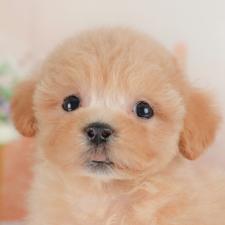 ♀︎ミックス犬