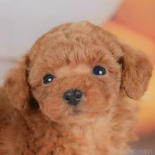 ♀︎トイプードル