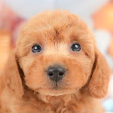 ♀︎トイプードル