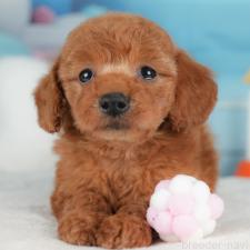 ♀︎トイプードル