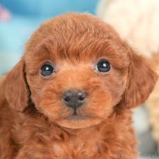 オンライン見学