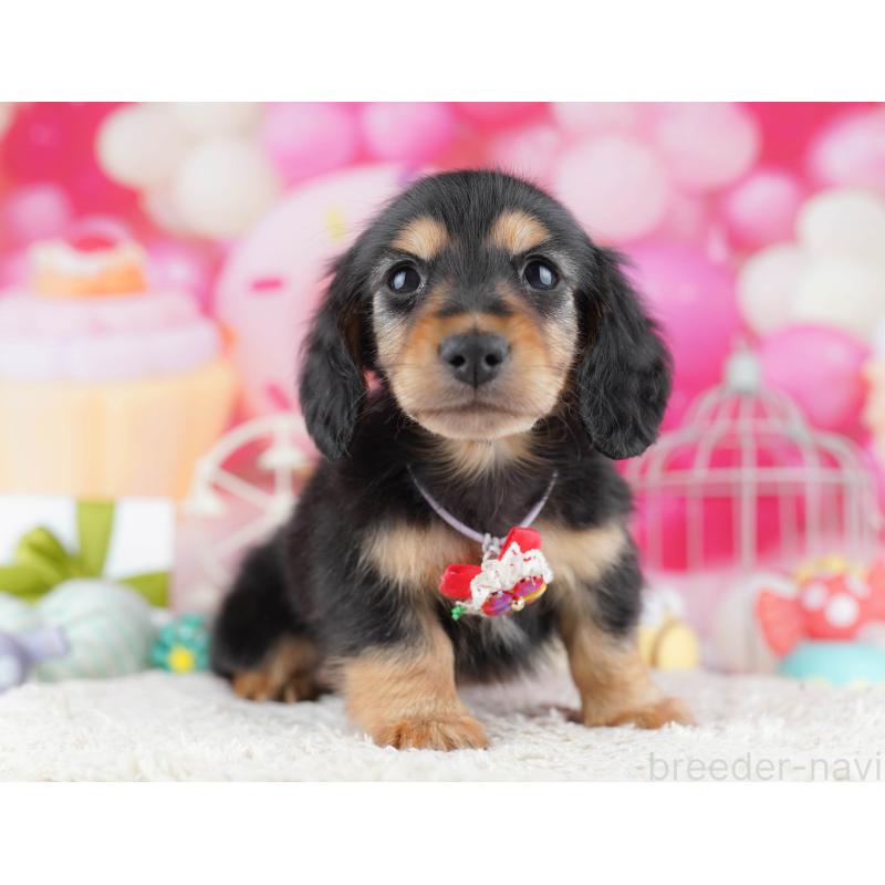 販売中の東京都のミニチュアダックスフンド(ロングヘアード)-452381の13枚目