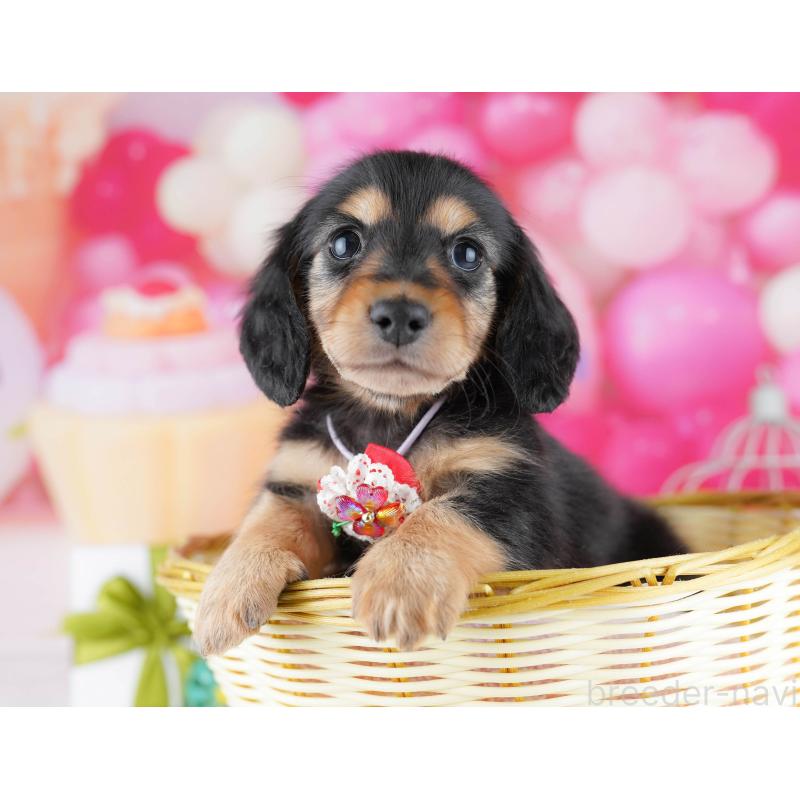 販売中の東京都のミニチュアダックスフンド(ロングヘアード)-452381の12枚目