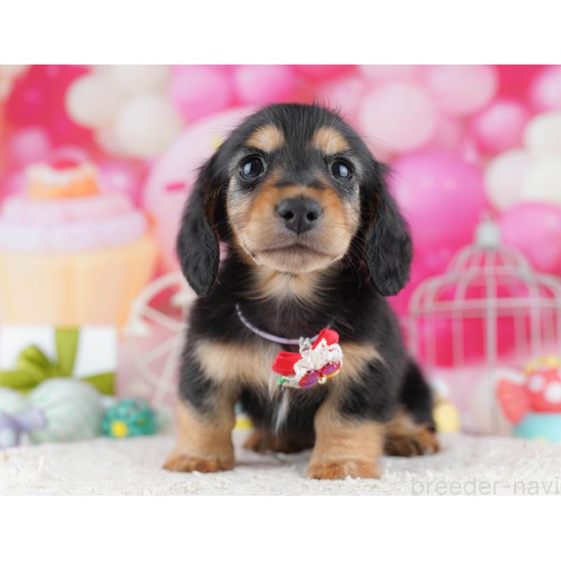 販売中の東京都のミニチュアダックスフンド(ロングヘアード)-452381の8枚目