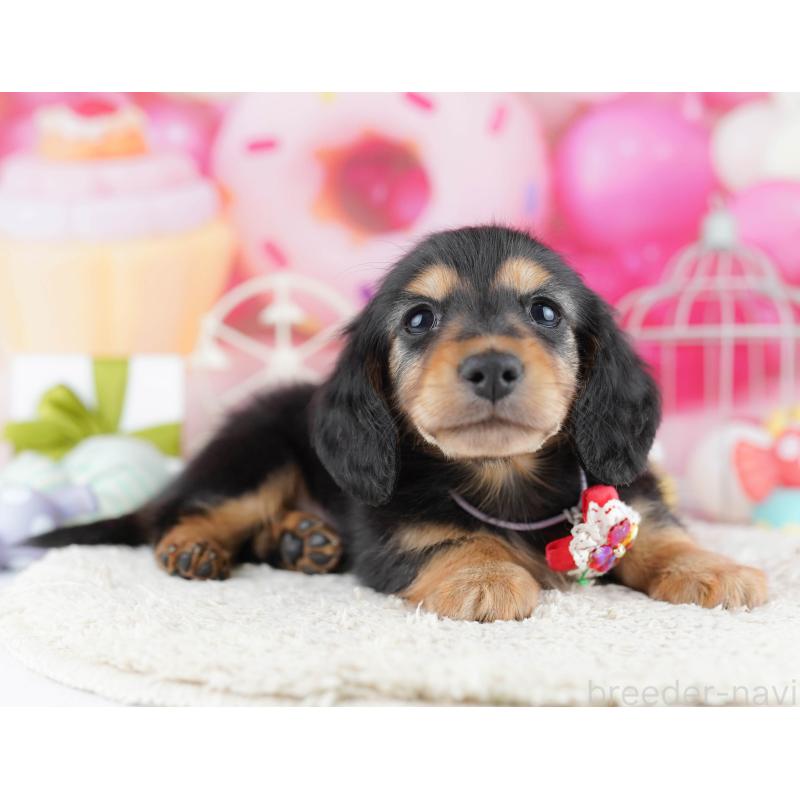 販売中の東京都のミニチュアダックスフンド(ロングヘアード)-452381の7枚目