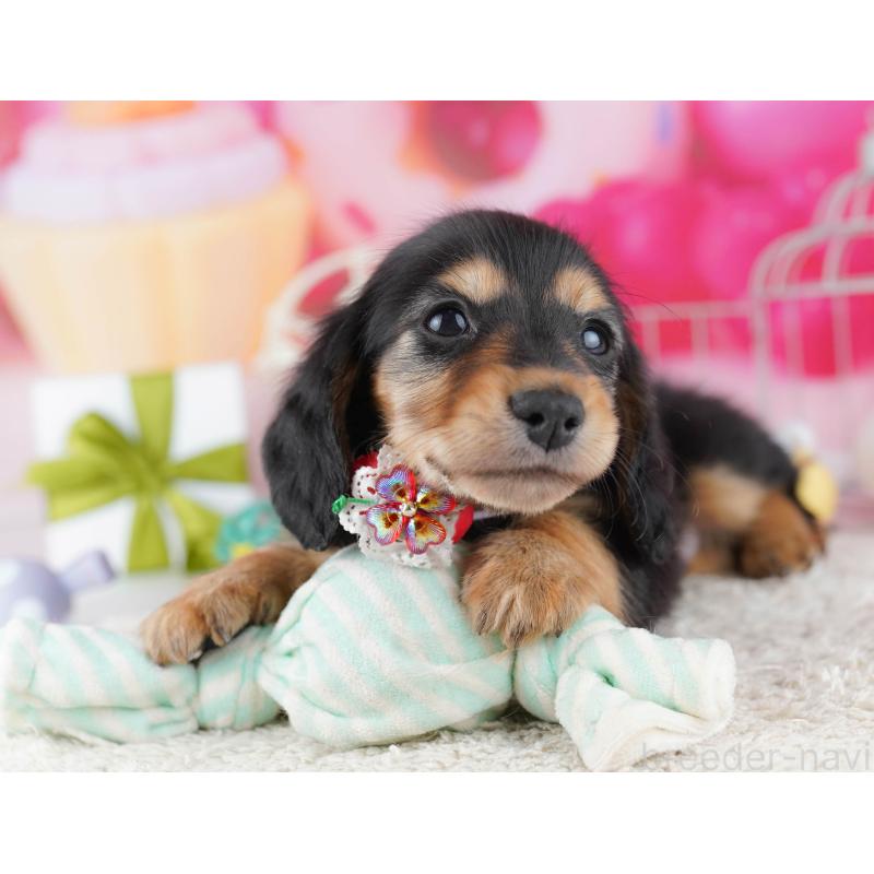 販売中の東京都のミニチュアダックスフンド(ロングヘアード)-452381の6枚目