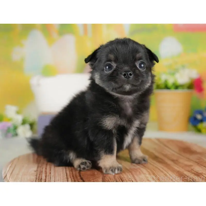 販売中の群馬県のチワワ(ロングコート)-452267の9枚目