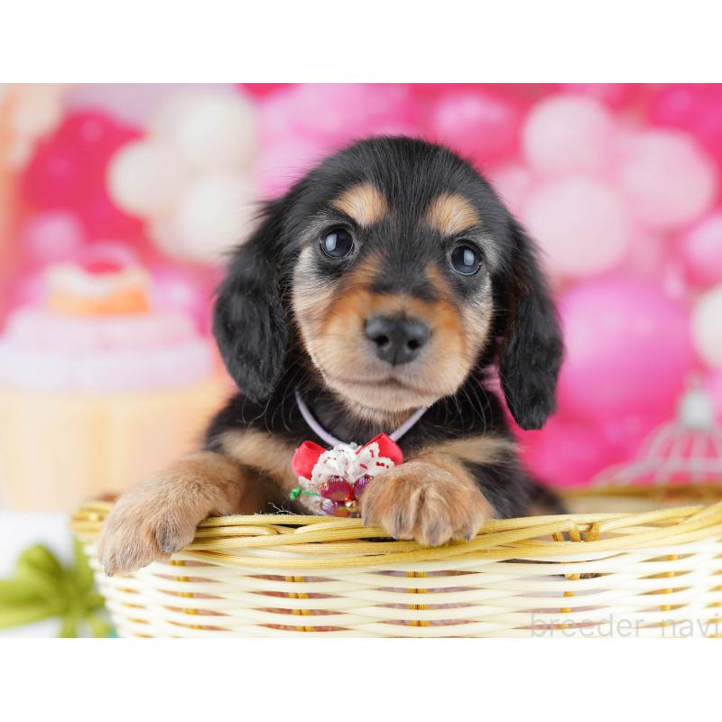 販売中の東京都のミニチュアダックスフンド(ロングヘアード)-452381の4枚目