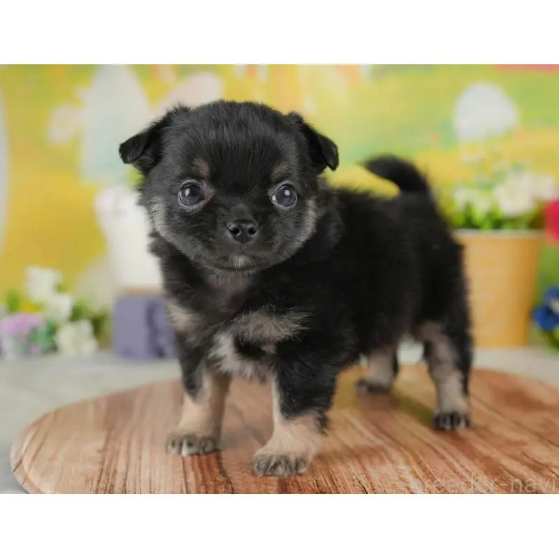 販売中の群馬県のチワワ(ロングコート)-452267の7枚目