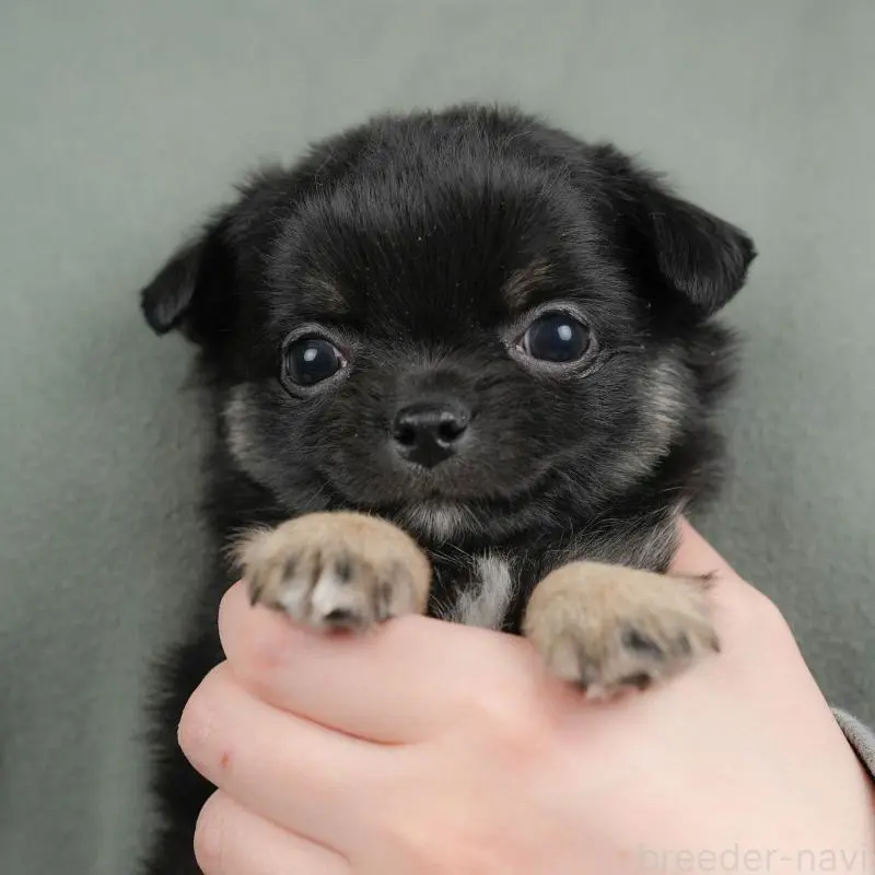 販売中の群馬県のチワワ(ロングコート)-452267の3枚目