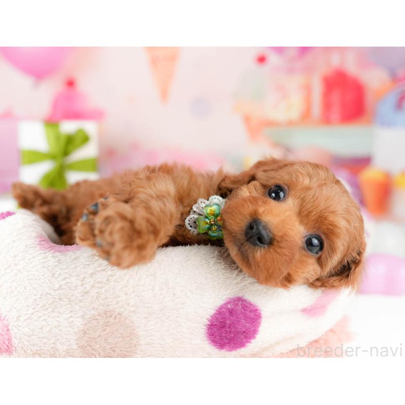 販売中の東京都のタイニープードル-452384の4枚目