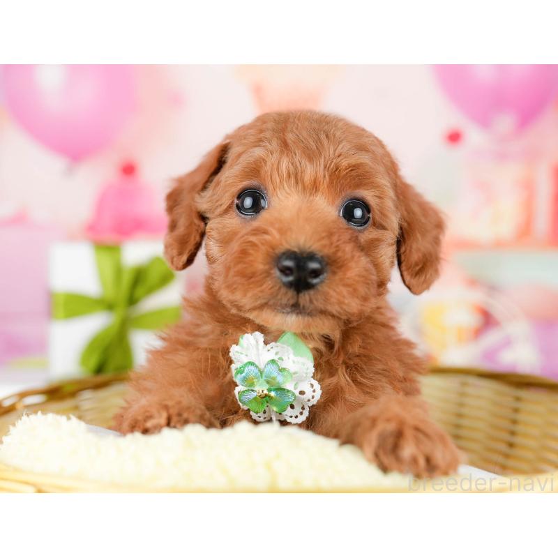 販売中の東京都のタイニープードル-452384の3枚目