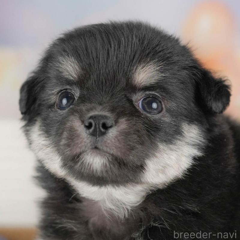 ♂︎チワワ(ロングコート)