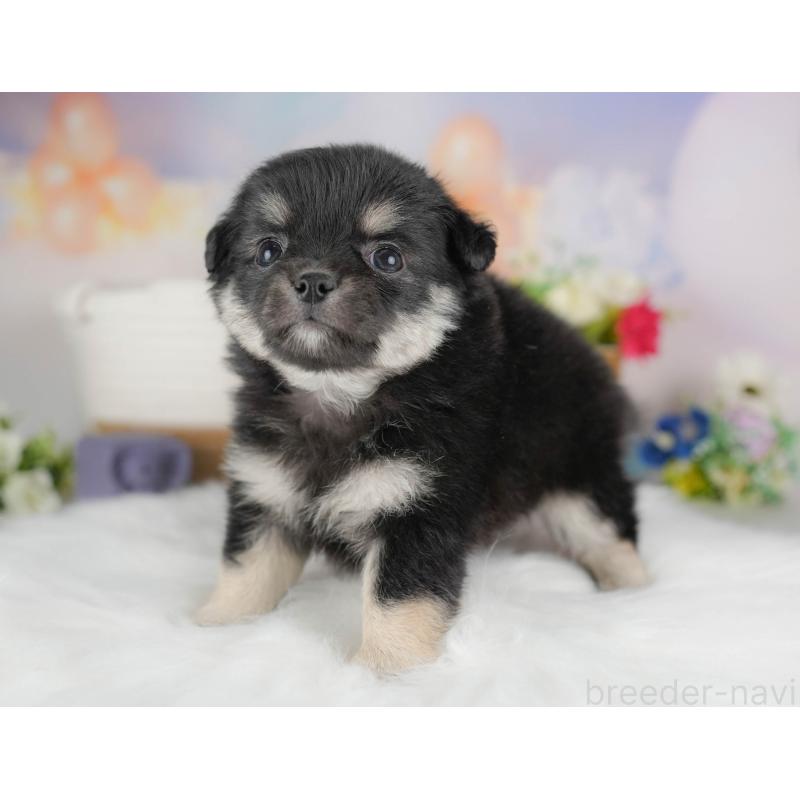 商談中の群馬県のチワワ(ロングコート)-452264の5枚目