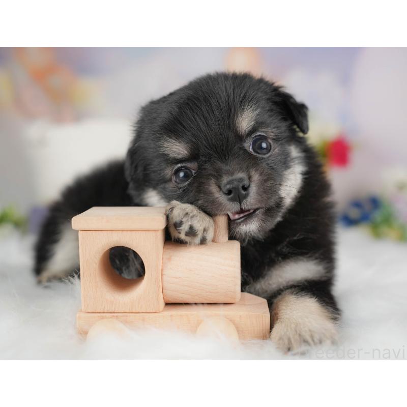 商談中の群馬県のチワワ(ロングコート)-452264の4枚目