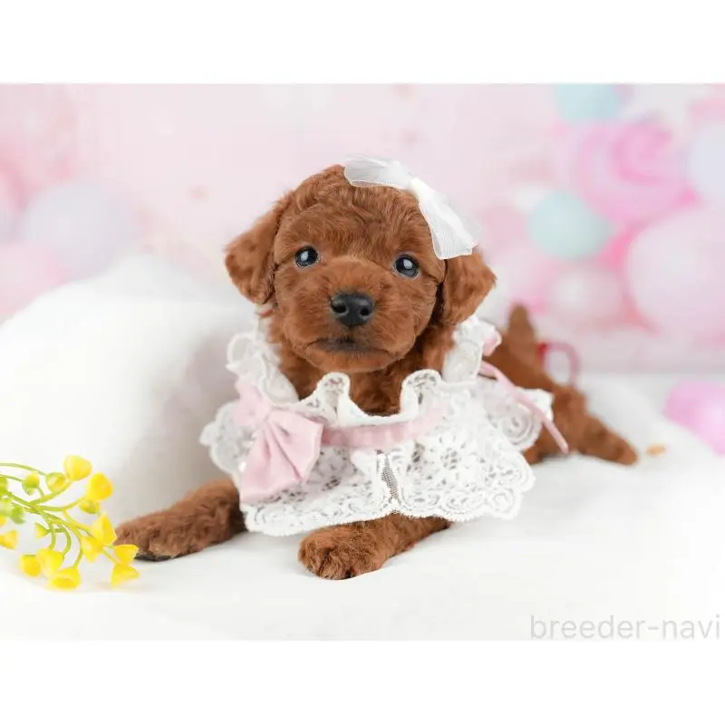 販売中の東京都のトイプードル-452387の11枚目