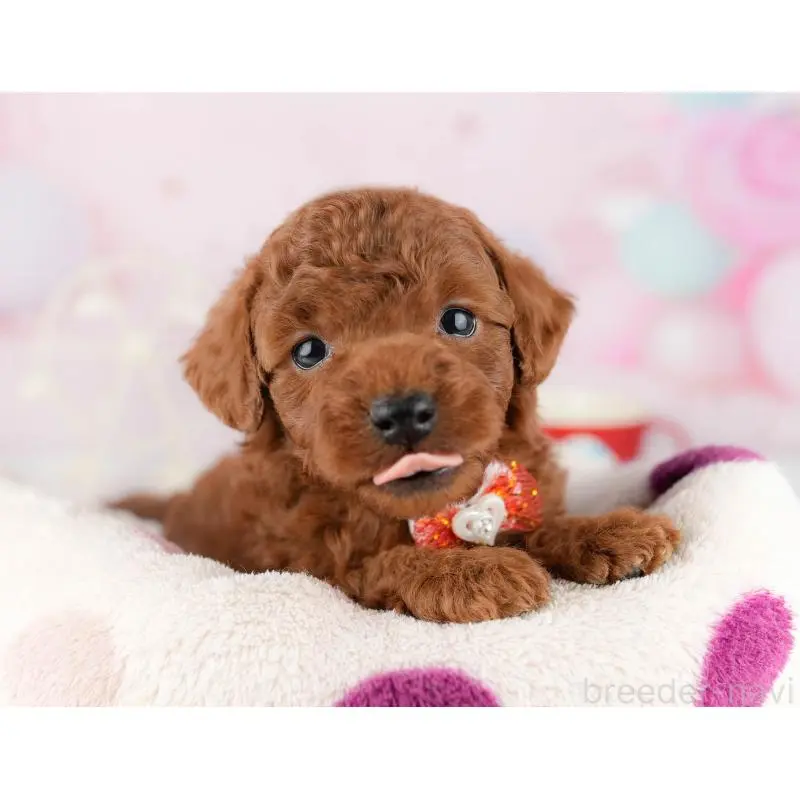 販売中の東京都のトイプードル-452387の8枚目