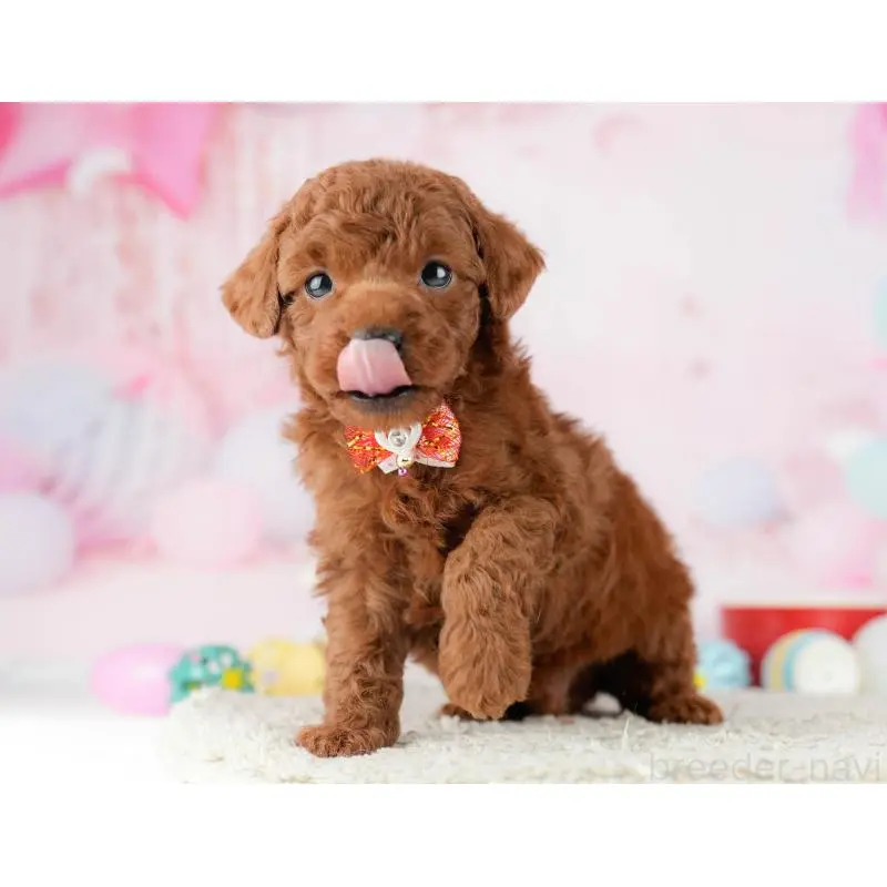 販売中の東京都のトイプードル-452387の7枚目