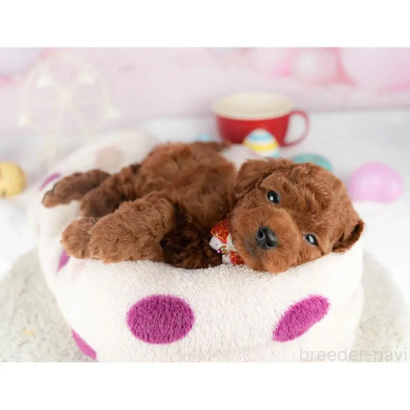 販売中の東京都のトイプードル-452387の6枚目