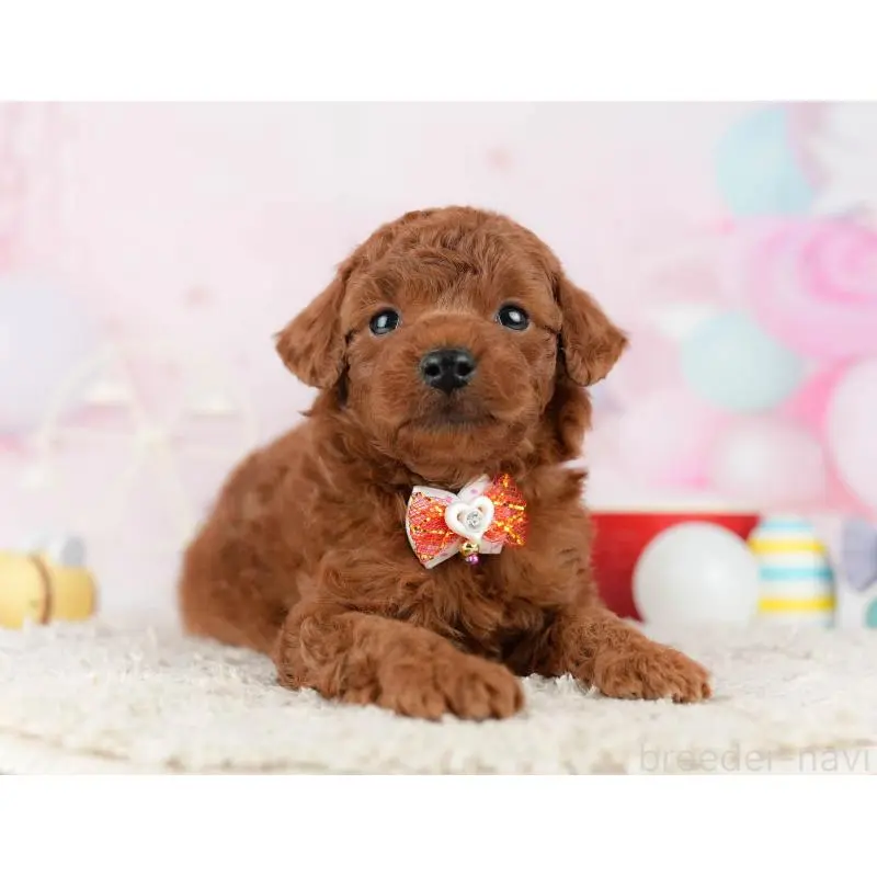 販売中の東京都のトイプードル-452387の5枚目