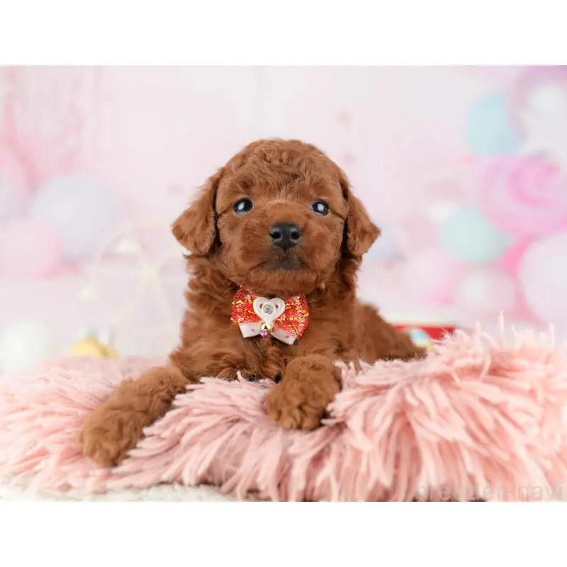 販売中の東京都のトイプードル-452387の4枚目