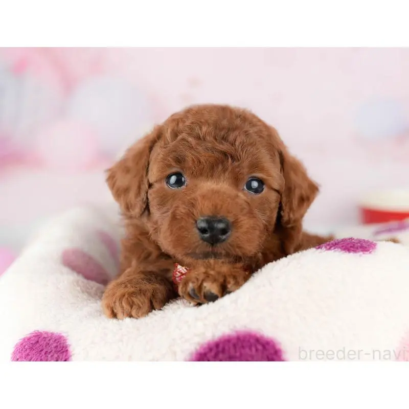 販売中の東京都のトイプードル-452387の3枚目