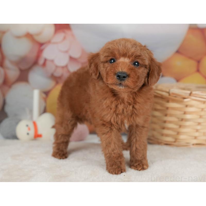 販売中の群馬県のトイプードル-452263の9枚目