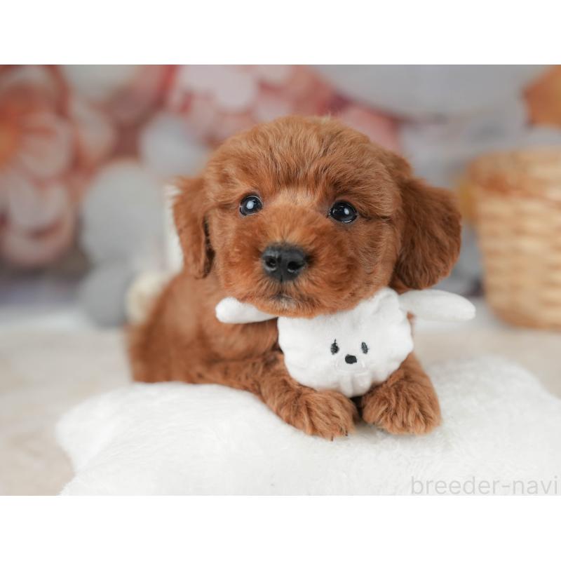 販売中の群馬県のトイプードル-452263の7枚目