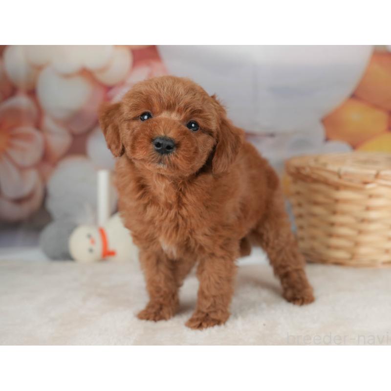 販売中の群馬県のトイプードル-452263の6枚目