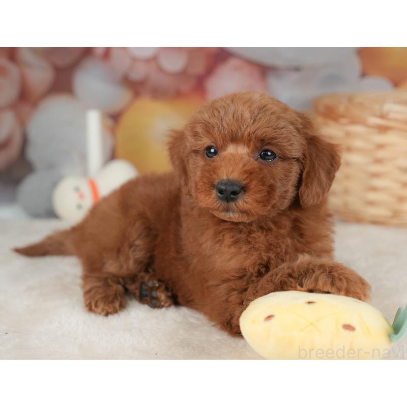 販売中の群馬県のトイプードル-452263の5枚目