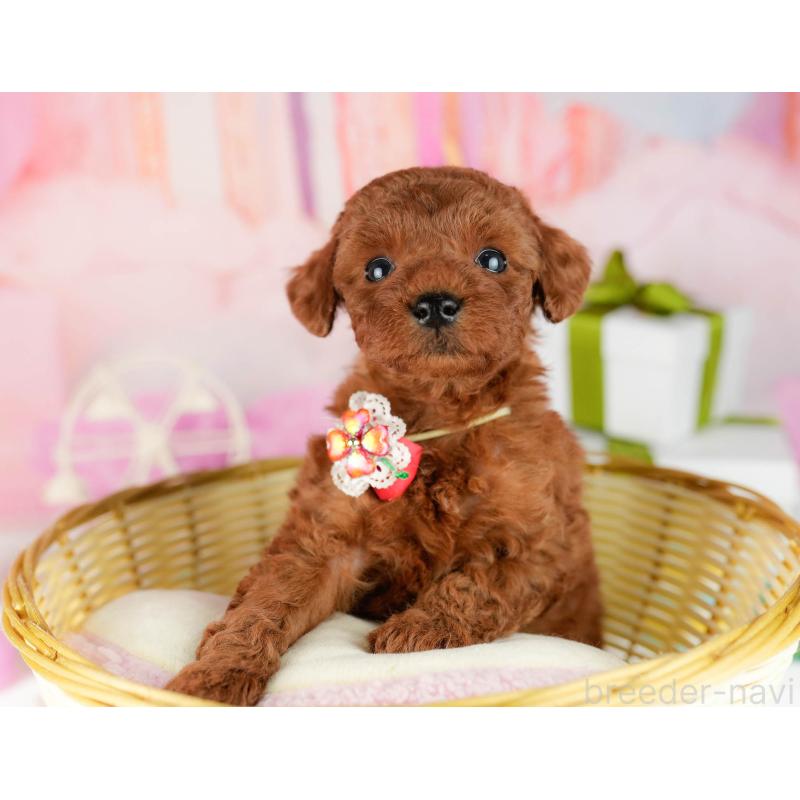 販売中の東京都のトイプードル-452386の8枚目