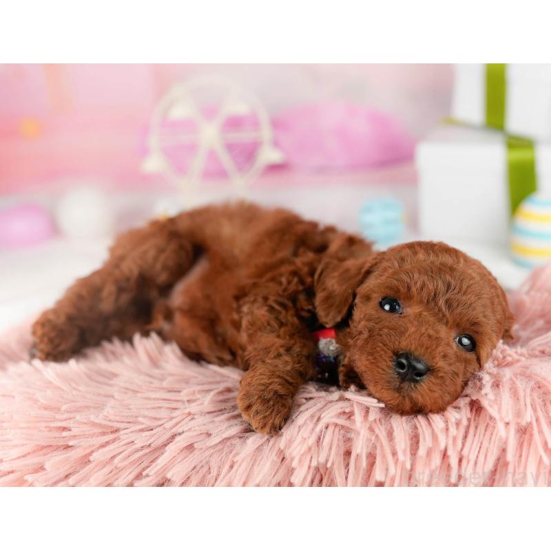 販売中の東京都のトイプードル-452386の5枚目