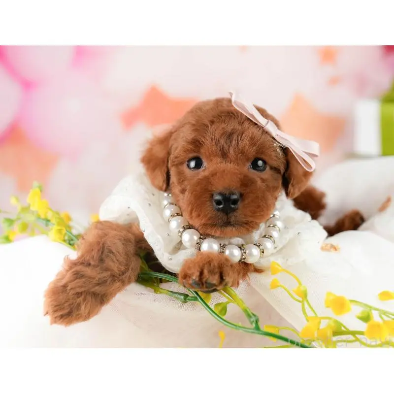 販売中の東京都のトイプードル-452390の11枚目